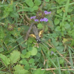 Macroglossum nycteris