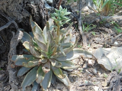 Echeveria bifida