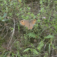 Lasiommata schakra