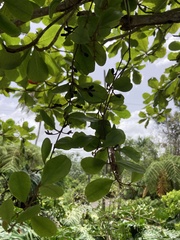 Dendropemon caribaeus