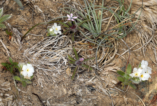 Whipple’s Cryptantha (Cryptantha whippleae)
