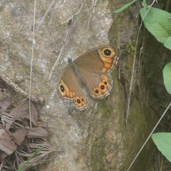 Lasiommata schakra