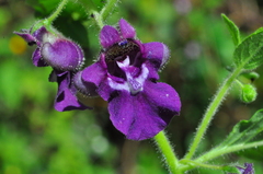 Angelonia pubescens