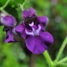 Angelonia pubescens - Photo (c) Frederico Acaz Sonntag, algunos derechos reservados (CC BY-NC), subido por Frederico Acaz Sonntag