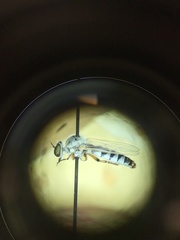 Cophura dora