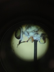 Cophura dora