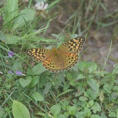 Argynnis kamala
