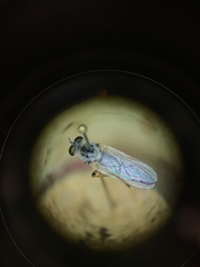 Cophura dora