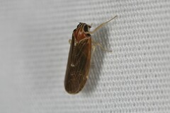 Synecdoche impunctata