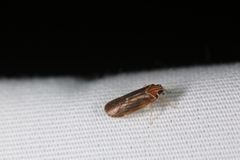 Synecdoche impunctata