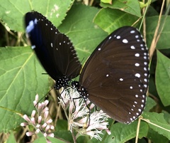 Euploea eunice