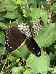 Euploea eunice