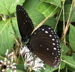 Euploea eunice