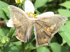 Thinopteryx crocoptera
