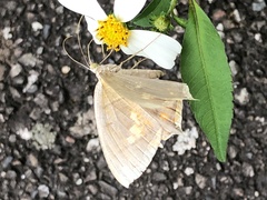 Thinopteryx crocoptera