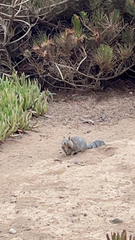 Otospermophilus