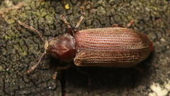 Anobium punctatum