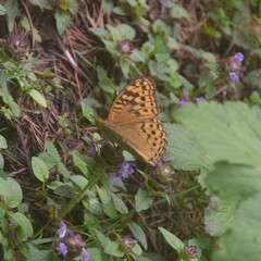 Argynnis kamala