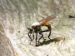 Laphria janus