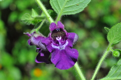 Angelonia pubescens