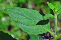 Angelonia pubescens