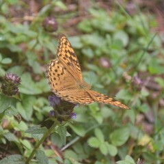 Argynnis kamala