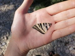 Iphiclides