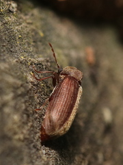 Anobium punctatum