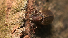 Anobium punctatum