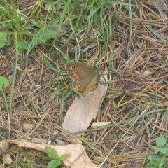 Lasiommata schakra