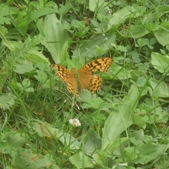 Argynnis kamala