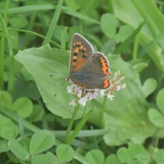 Lycaena phlaeas