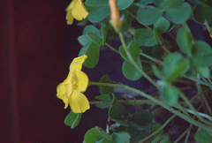 Oxalis perdicaria