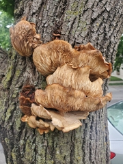 Pleurotus populinus