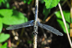 Erythrodiplax basalis