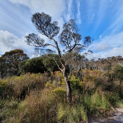 Eucalyptus ligustrina