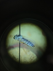 Cophura dora