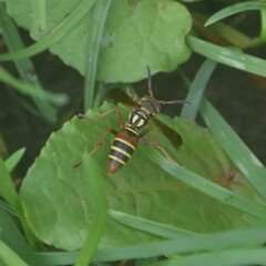 Polistes quadricingulatus