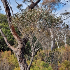 Eucalyptus ligustrina