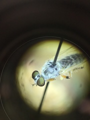 Cophura dora