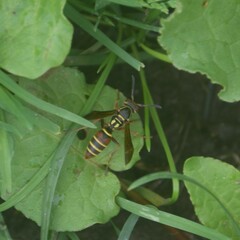Polistes quadricingulatus
