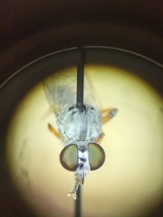 Cophura dora