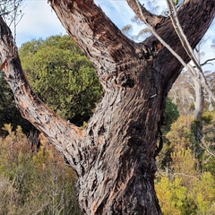 Eucalyptus ligustrina