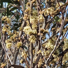 Eucalyptus ligustrina