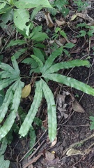 Lygodium circinnatum