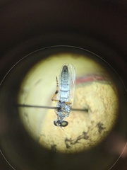 Cophura dora
