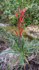 Pitcairnia punicea