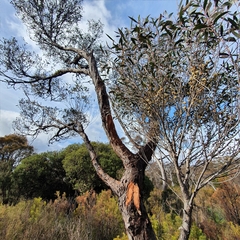 Eucalyptus ligustrina
