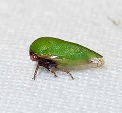Ophiderma evelyna