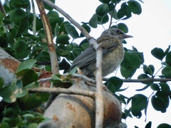 Turdus rufopalliatus